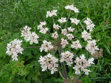 Fleurs blanches groupées en de grandes ombelles aplaties et dégageant une odeur proche de celle de l'urine. Agrandir dans une nouvelle fenêtre (ou onglet)